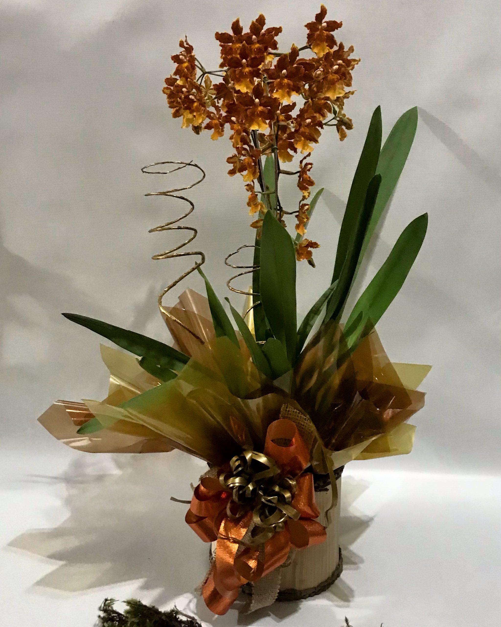 Orquidea Cymbidium - Floricultura Bellas Artes