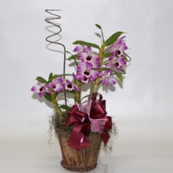 Orquídea Dendrobium