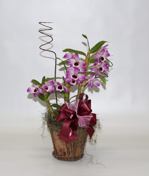 Orquídea Dendrobium