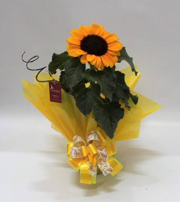 Girassol Embalado