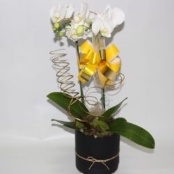 Orquídea Falhanópolis