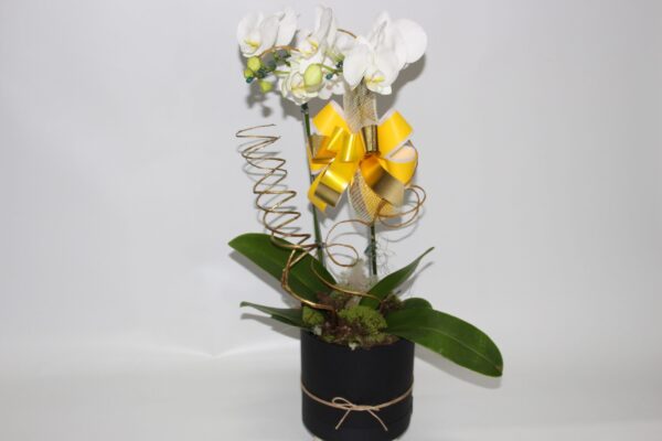 Orquídea Falhanópolis