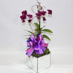 Orquidea Dendrobium Denphal