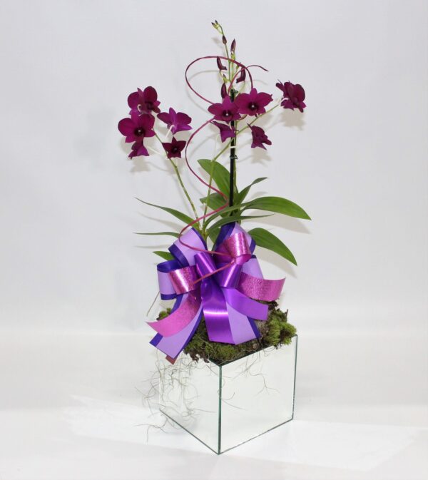 Orquidea Dendrobium Denphal