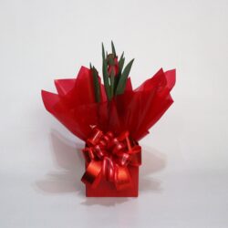Tulipa