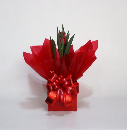 Tulipa