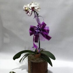 Orquídea Phalhanópolis