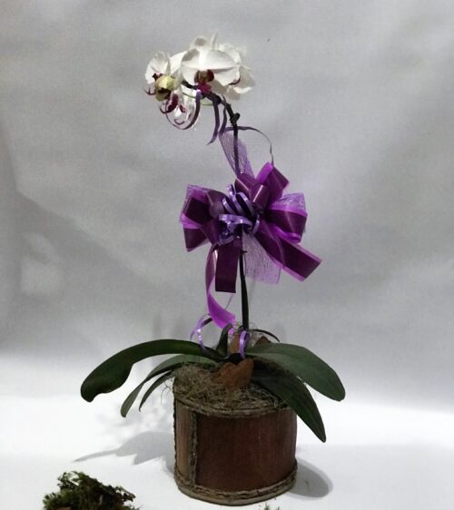 Orquídea Phalhanópolis