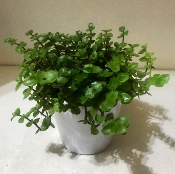 Vaso Tostão Pequeno