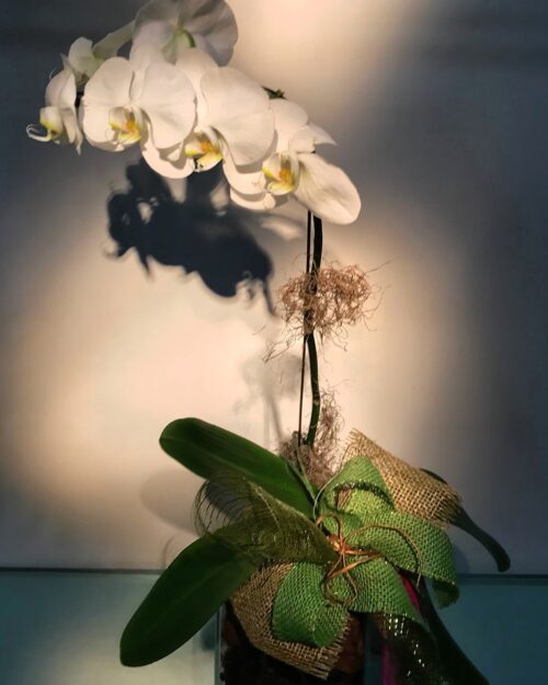 Orquídea Phalhanópolis - Imagem 2