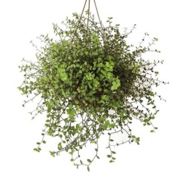 Vaso de Tostão Pendente