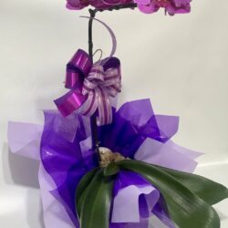 Orquídea Palhanópolis