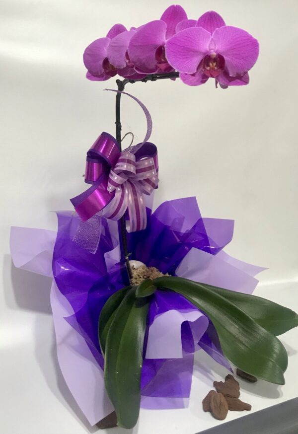 Orquídea Palhanópolis