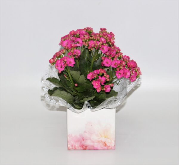 Kalanchiva ou kalanchue