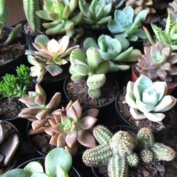 Mini Suculentas