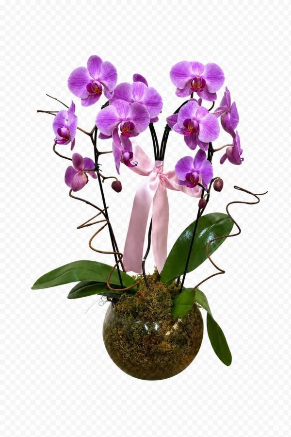 Créditos da foto: Divulgação